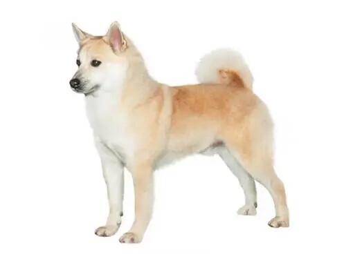 Nórsky buhund