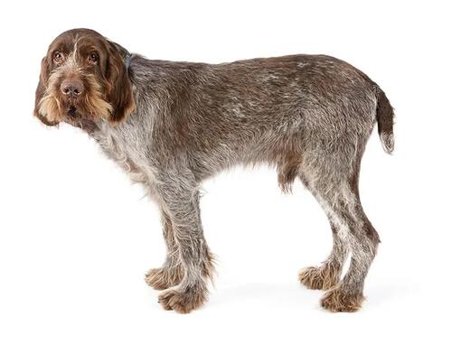 Taliansky spinone