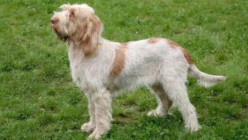 Taliansky spinone