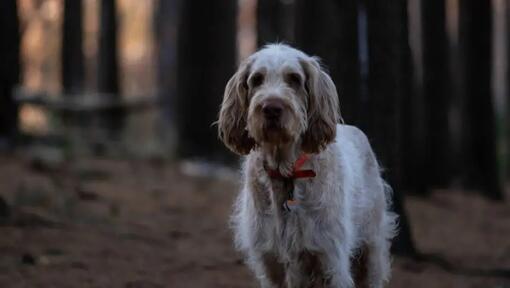 Taliansky spinone
