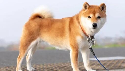 Shiba inu