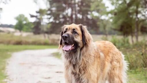Leonberger