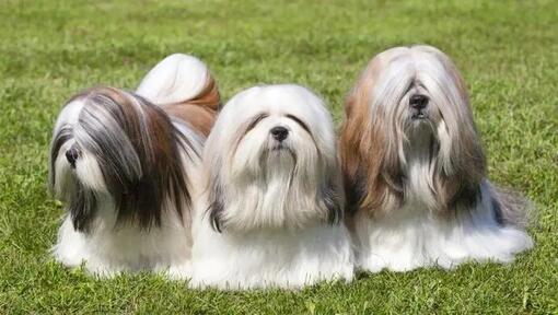 Lhasa apso