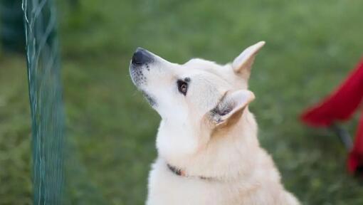 Nórsky buhund