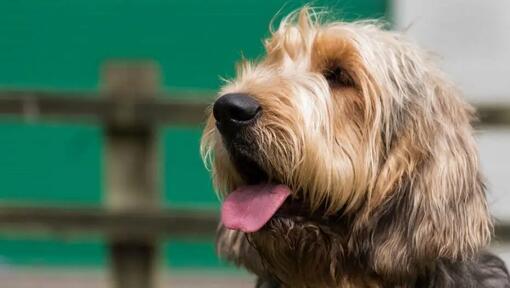 Otterhound