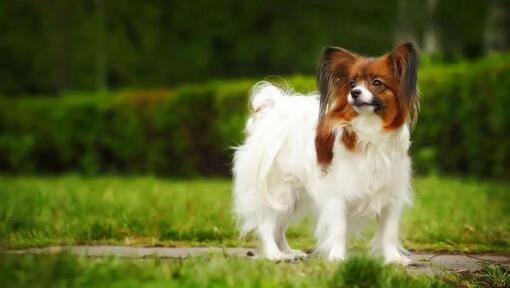 Papillon