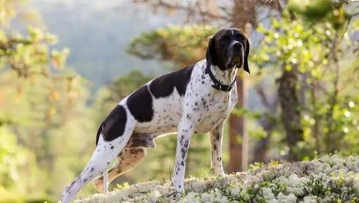 Pointer