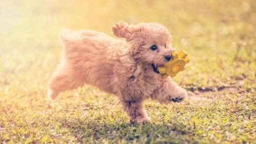 Pudel (toy)