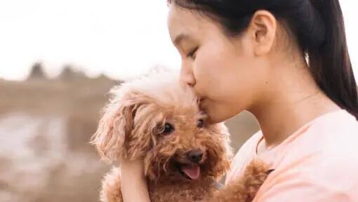 Pudel (toy)