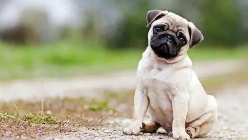 Mops
