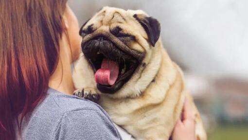 Mops