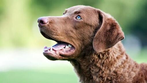 Chesapeake bay retriever