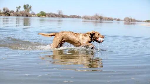 Chesapeake bay retriever