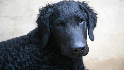 Kučeravý retriever