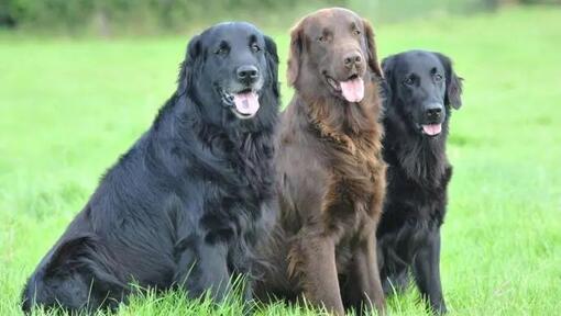 Hladkosrstý retriever