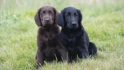 Hladkosrstý retriever