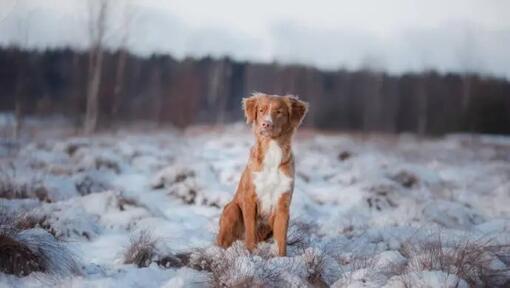 Kanadský retriever