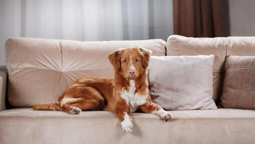Kanadský retriever