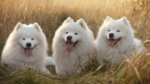Samojed
