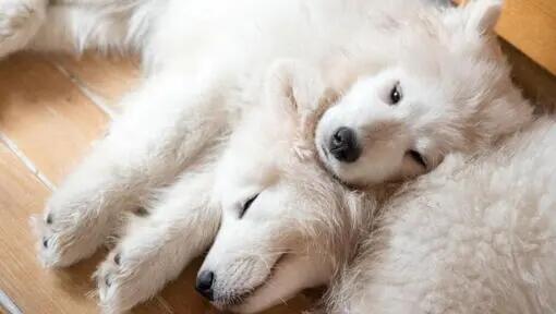Samojed