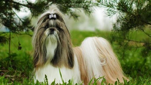 Shih-tzu