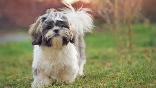 Shih-tzu