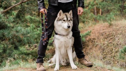Sibírsky husky