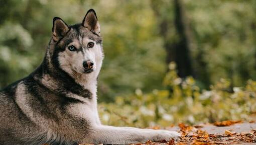 Sibírsky husky
