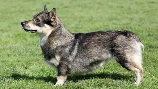 Švédsky vallhund