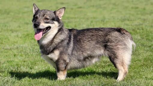 Švédsky vallhund