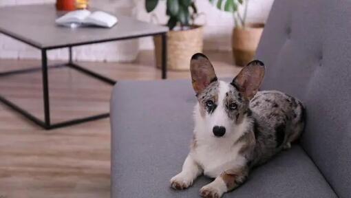Welsh corgi cardigan