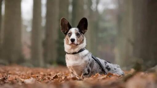 Welsh corgi cardigan