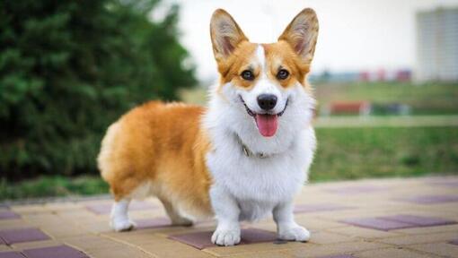 Welsh corgi pembroke