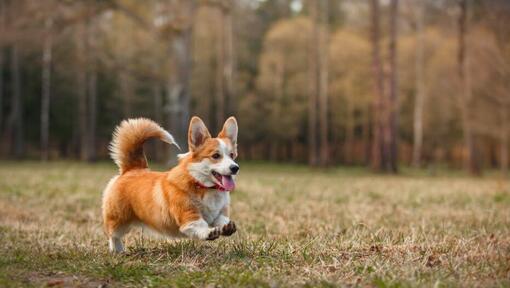 Welsh corgi pembroke