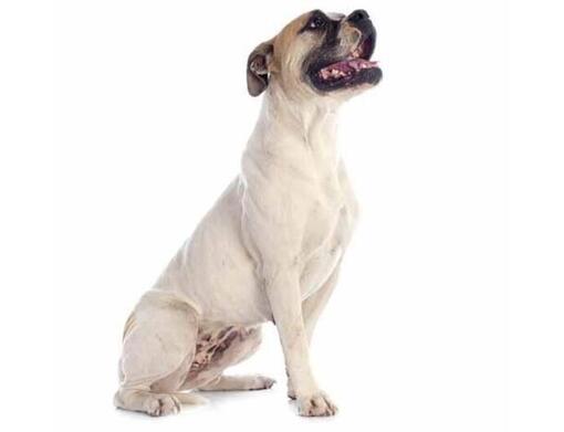 Americký buldog