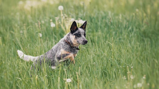 Austrálsky dobytkársky pes