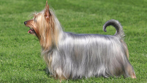 Austrálsky silky teriér