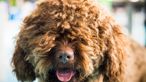 Barbet