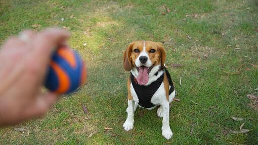 Beaglier