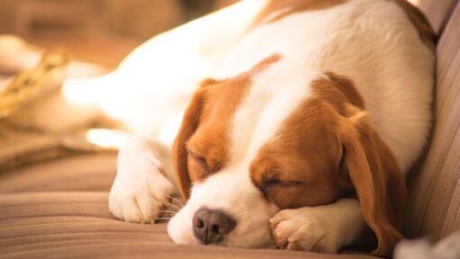 Beaglier
