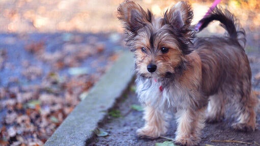 Chorkie
