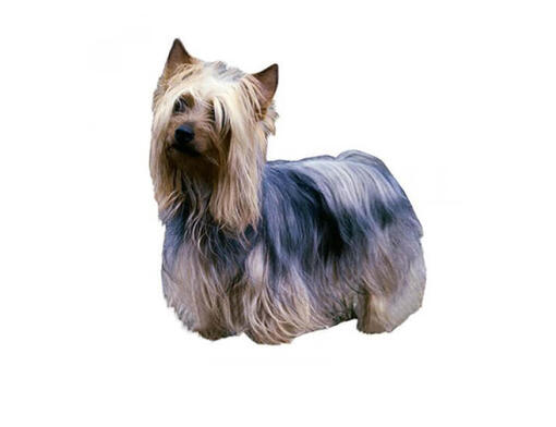 Austrálsky silky teriér