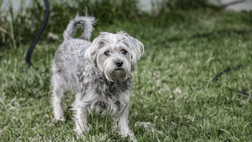 Chorkie