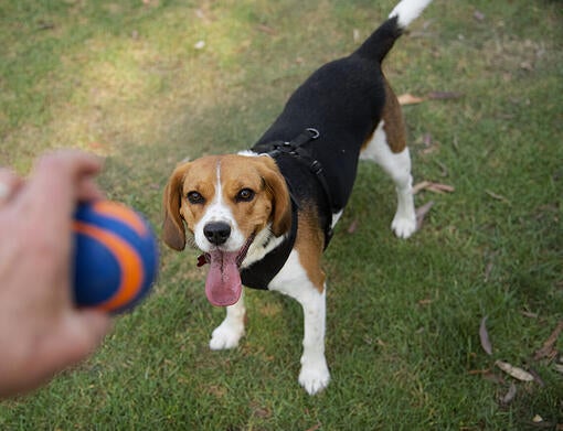 Beaglier