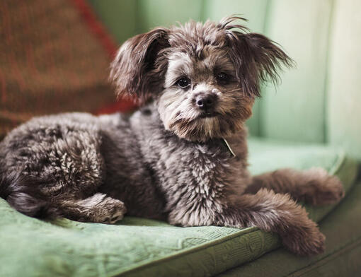 Yorkie Poo (Yorkipoo)