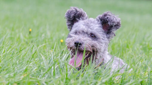 Pumi