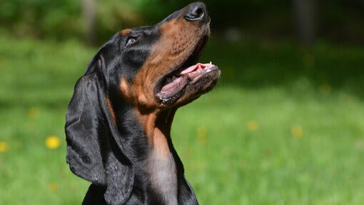 Black and tan coonhound