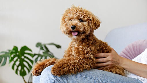 Maltipoo