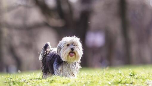 Morkie