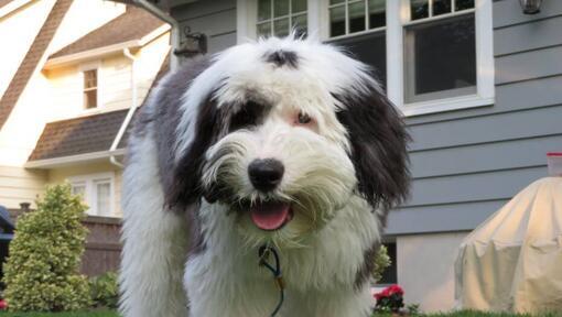 Sheepadoodle